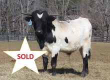 2022 BULL (T BAR W TRUE BLUE)
