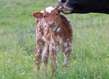 2023 HEIFER (GIRL FRIEND)