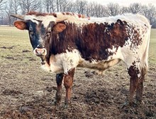 Autumn Bull