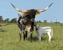 DCT - LTL BLUE STREAK x TCC SHELLY'S DELIGHT (H)