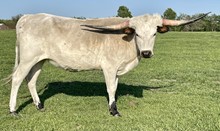 Vixen 21 Heifer 