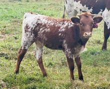 2023 HEIFER (RIO'S POPPY)