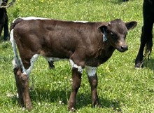 2023 BULL (MIDNIGHT LILY)