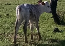 Un-named heifer calf 16/2