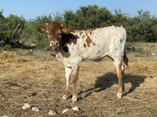 BULL CALF 3