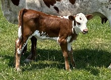 2023 HEIFER (HONEYSUCKLE SAFARI) 