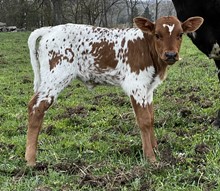 Autumn Heifer