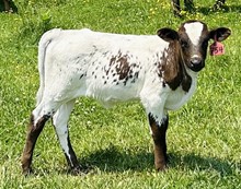 2023 HEIFER (CLASSIC OPAL)
