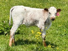2023 HEIFER (MOONLIGHT TEMPTATION)