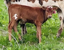 2023 HEIFER (IGGY UP)