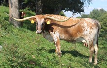 SHR BUTTERCUP