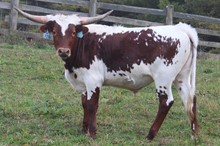 2021 STEER (FIFTY SHADOWS)