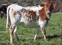 2022 HEIFER (LADY HATCHET)