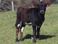 2022 HEIFER (COCO CUP)