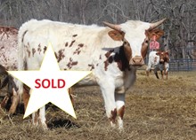 2022 HEIFER (FIFTY SHADOWS)