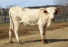 LTL LEELA LOU 664