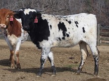 2022 HEIFER (MOONLIGHT TEMPTATION)