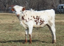 2022 HEIFER (JAM FOR JOY)