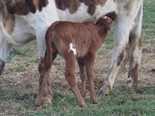 2023 HEIFER (IGGY UP)