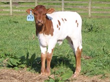 2023 BULL (CALAMITY JANE)