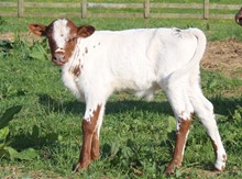 2023 HEIFER (STAR DANCER)