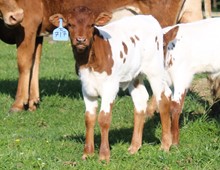 2023 BULL (CALAMITY JANE)