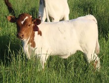 2023 HEIFER (POWER SURGE)