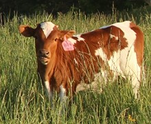 2023 HEIFER (SANDY BANDITA)