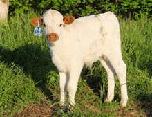 2023 BULL (TRAIL MAZE)