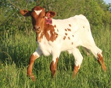 2023 HEIFER (SHARPCHEX)
