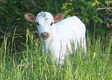 2023 HEIFER (JAM FOR JOY)