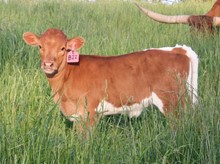 2023 HEIFER (SANDY GIRL)