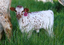 2023 HEIFER (TORINOS LOUISE)