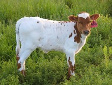 2023 HEIFER (ATLAS FANCY)