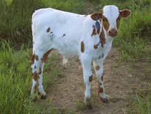 2023 BULL (CASANOVA HOTTIE)