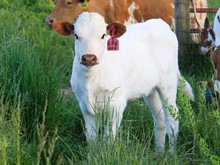 2023 HEIFER (KELLY BELLE)