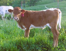 2023 HEIFER (CASANOVA LASS)