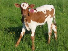 2023 HEIFER (HOT JEWL)