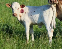 2023 HEIFER (SASSAFRAS)