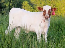 2023 HEIFER (SASSY KAT)