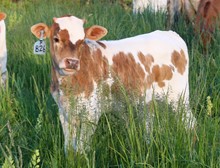 2023 HEIFER (SNIPERS DARLIN)
