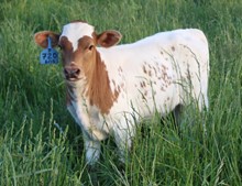 2023 BULL (FIFTY SHADOWS)