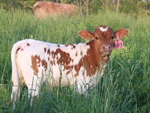 2023 HEIFER (ROYAL CALIBER)