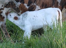 2023 HEIFER (JITTERBUG)