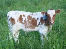 2023 BULL (COGNAC)