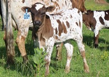 2023 BULL (COCO CUP)