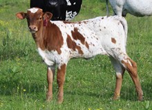 2023 HEIFER (PAJAMA MAMA)