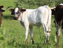 2023 BULL (SITTIN MAGGIE)