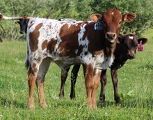 2023 BULL (TRUE BLUE)