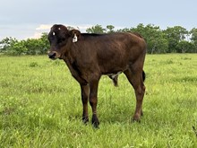 BL Safari Up Bull Calf